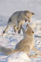 Two Arctic foxwa (Vulpes / Alopex lagopus) play on pack ice off the Arctic coast, 1002 area of the Arctic National Wildlife Refuge, Alaska, October 2008