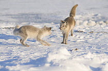 Two Arctic foxes (Vulpes / Alopex lagopus) playing on the pack ice off the Arctic coast, 1002 area of the Arctic National Wildlife Refuge, Alaska, October 2008