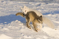 Two Arctic foxes Vulpes / Alopex lagopus) one adult in its winter coat and one pup in its summer coat, sniffing each other on the pack ice, 1002 area of the Arctic National Wildlife Refuge, Alaska, Oc...