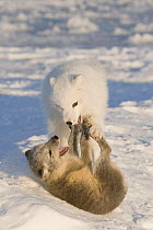 Pair of Arctic foxes (Vulpes / Alopex lagopus) one adult in its winter coat and one pup in its summer coat, play on the pack ice, in the 1002 area of the Arctic National Wildlife Refuge, Alaska, Octob...