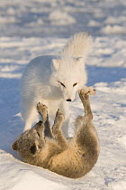 Pair of Arctic foxes (Vulpes / Alopex lagopus) one adult in its winter coat and one pup in its summer coat, play vigorously on the pack ice, 1002 area of the Arctic National Wildlife Refuge, Alaska, O...