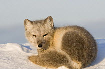 Young Arctic fox (Vulpes / Alopex lagopus) resting on a snow drift, changing from its summer to its winter coat, early autumn, 1002 area of the Arctic National Wildlife Refuge, Arctic coast, Alaska, O...