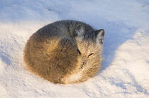 Young Arctic fox (Vulpes / Alopex lagopus) curled up resting on a snow drift, changing from its summer to its winter coat, early autumn, 1002 area of the Arctic National Wildlife Refuge, Arctic coast,...