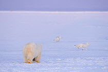 Polar bear (Ursus maritimus) cub chasing a pair of Arctic foxes (Vulpes / Alopex lagopus) on the pack ice to practice its hunting skills, 1002 area of the Arctic National Wildlife Refuge, Beaufort Sea...