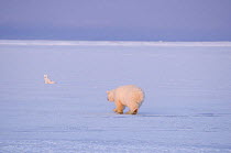 Polar bear (Ursus maritimus) running towards an Arctic fox (Vulpes / Alopex lagopus) on the pack ice to practice its hunting skills, 1002 area of the Arctic National Wildlife Refuge, Beaufort Sea, Ala...