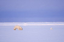 Polar bear (Ursus maritimus) cub chases an Arctic fox (Vulpes / Alopex lagopus) on the pack ice to practice its hunting skills, 1002 area of the Arctic National Wildlife Refuge, Beaufort Sea, Alaska,...
