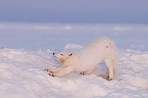 Arctic fox (Vulpes / Alopex lagopus) stretching, its coat stained red from feeding on a whale carcass, on the pack ice, 1002 area of the Arctic National Wildlife Refuge, Arctic coast, Alaska, October...