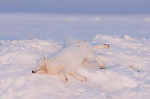 Arctic fox (Vulpes / Alopex lagopus) lying on snow, its coat stained red from feeding on a whale carcass, 1002 area of the Arctic National Wildlife Refuge, Arctic coast, Alaska, October 2008