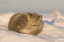 A young Arctic fox (Vulpes / Alopex lagopus) resting on a snow drift, coat changing from its summer to its winter colours, early autumn, 1002 area of the Arctic National Wildlife Refuge, Arctic coast,...