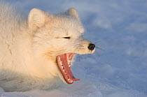 Arctic fox (Vulpes / Alopex lagopus) yawning, on the pack ice along the Arctic coast, 1002 area of the Arctic National Wildlife Refuge, Alaska, October 2008
