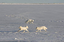 Three Arctic foxes (Vulpes / Alopex lagopus) chasing each another on newly formed pack ice, early autumn, 1002 area of the Arctic National Wildlife Refuge, Alaska, October 2008