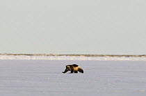 Wolverine (Gulo gulo) walking along the pack ice in search of food, 1002 area of the Arctic National Wildlife Refuge, Arctic coast, Alaska, October 2008
