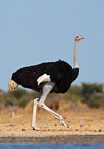 RF- Ostrich (Struthio camelus) male walking beside water, Etosha National Park, Namibia, June. (This image may be licensed either as rights managed or royalty free.)