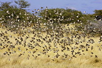 Red-billed quelea (Quelea quelea) flock in flight, Etosha National Park, Namibia, June