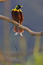 Red Bird of Paradise (Paradisaea rubra) adult male at lek display site in the top of a canopy tree.~Batanta Island, Papua, Indonesia.