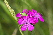 Cricket nymph on Carthusian pink (Dianthus carthusianorum) East Slovakia, Europe, June 2008