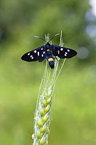 Nine-spotted moth (Amata / Syntomis phegea) on sheaf of grass, East Slovakia, Europe, June 2008