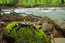 European salamander (Salamandra salamandra) on moss covered rock, Male Morske Oko Reserve, Slovakia, Europe, June 2008