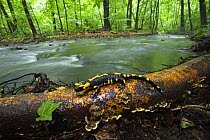 European salamander (Salamandra salamandra) on tree trunk beside river, Male Morske Oko Reserve, Slovakia, Europe, June 2008