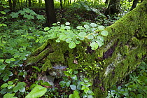 New growth in a deciduous forest amongst old tree roots, ia, Morske Oko Reserve, East Slovak Europe, June 2008