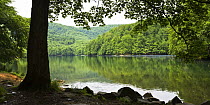 Morske Oko Lake surrounded by a deciduous forest, Morske Oko Reserve, Vihorlat Mountains, East Slovakia, Europe, June 2008