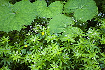 Coltsfoot (Tussilago farfara) and Woodruff (Galium odoratum) herbs growing in a deciduous forest, Morske Oko Reserve, East Slovakia, Europe, June 2008