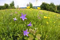 Flowering meadow with Spreading bellflower (Campanula patula) and Buttercup (Ranunculus sp) Poloniny National Park, East Slovakia, Europe, June 2008