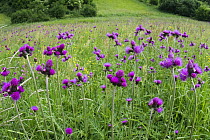 Thistles (Cirsium rivulare) flowering in a meadow, Poloniny National Park, East Slovakia, Europe, June 2008