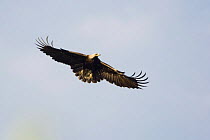 Eastern imperial eagle (Aquila heliaca) in flight, East Slovakia, Europe, June 2008