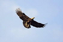 Eastern imperial eagle (Aquila heliaca) in flight, East Slovakia, Europe, June 2008