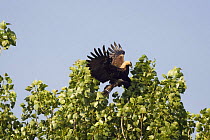 Eastern imperial eagle (Aquila heliaca) collecting green twigs for nesting material, East Slovakia, Europe, June 2008
