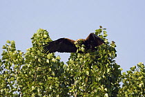 Eastern imperial eagle (Aquila heliaca) flying carrying nesting material, East Slovakia, Europe, June 2008