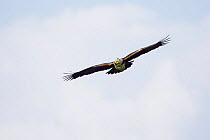 Eastern imperial eagle (Aquila heliaca) carrying nesting material, East Slovakia, Europe, June 2008