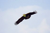 Eastern imperial eagle (Aquila heliaca) carrying nesting material, in flight, East Slovakia, Europe, June 2008