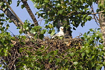 Eastern imperial eagle (Aquila heliaca) chick in nest, East Slovakia, Europe, June 2008