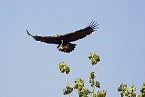 Eastern imperial eagle (Aquila heliaca) carrying Hare prey in flight, East Slovakia, Europe, June 2008