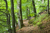 Beech (Fagus sp) forest with Bracket fungus (Fomes fomentarius) Morske Oko Reserve, Vihorlat Mountains, East Slovakia, Europe, June 2008