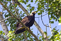Eastern imperial eagle (Aquila heliaca) perched on branch, East Slovakia, Europe, June 2008