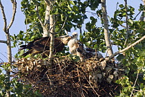 Eastern imperial eagle (Aquila heliaca) at nest with two young, East Slovakia, Europe, June 2008