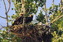 Eastern imperial eagle (Aquila heliaca) pair at nest with young, East Slovakia, Europe, June 2008