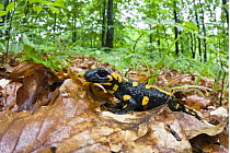 European / Fire salamander (Salamandra salamandra) on fallen leaves, Male Morske Oko Reserve, Slovakia, Europe, June 2008