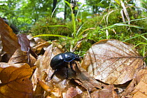 Dor beetle (Geotrupes stercorarius) walking over fallen leaves in a Beech forest, Morske Oko Reserve, Vihorlat Mountains, East Slovakia, Europe, June 2008