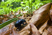 Dor beetle (Geotrupes stercorarius) walking over fallen leaves, Beech forest, Morske Oko Reserve, Vihorlat Mountains, East Slovakia, Europe, June 2008