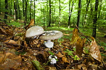 Panther cap fungi (Amanita pantherina) in Beech (Fagus sp) forest, Morske Oko Reserve, Vihorlat Mountains, East Slovakia, Europe, June 2008