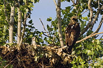 Eastern imperial eagle (Aquila heliaca) at nest with young, East Slovakia, Europe, June 2008