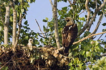 Eastern imperial eagle (Aquila heliaca) at nest with young, East Slovakia, Europe, June 2008