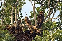 Eastern imperial eagle (Aquila heliaca) with chicks at nest, East Slovakia, Europe, June 2008