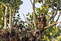 Eastern imperial eagle (Aquila heliaca) at nest with chicks, East Slovakia, Europe, June 2008