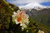 Caucasian rhododendron (Rhododendron caucasium) flower with Mount Elbrus behind, Caucasus, Russia, June 2008