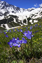 Bellflowers (Campanula sp) with Lake Donguzorun and Donguzorumn mountains behind, Caucasus, Russia, June 2008